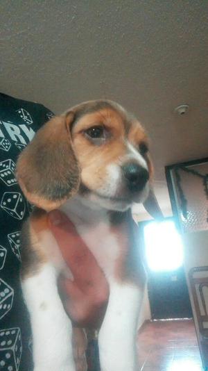 Vendo Hermoza Cachorrita Beagle de Dos M
