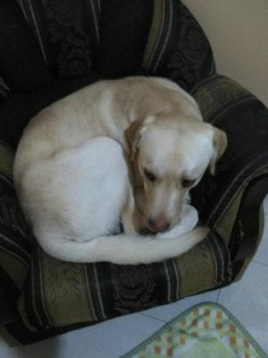 Vendo Perro Labrador