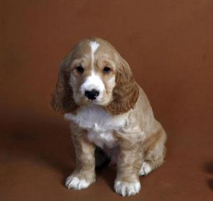 cachorros cocker spaniel en venta