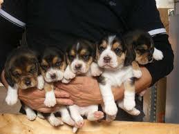 encantadores cachorros beagle garantizados