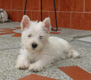 espectaculares cachorros westy WEST HIGHLAND WHITE