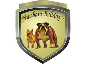 AHHH-BULLDOG INGLES Y FRANCES DEL CRIADERO NUTIBARA BULLDOS