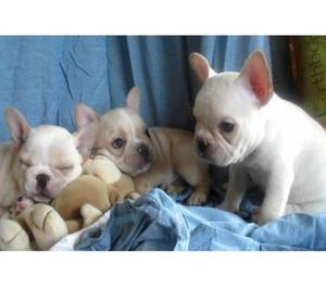 Bulldog Frances Fawn de Calidad