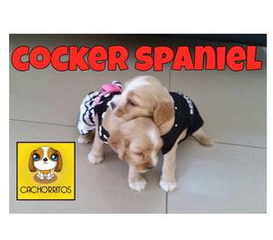 CACHORROS COCKER SPANIEL