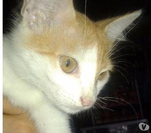 GATOS EN ADOPCION