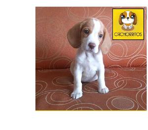 Limon *Beagles* estan hermosos