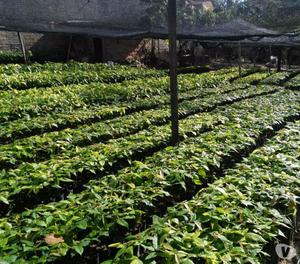 Material Vegetal De Cacao, Patronaje y Clones En San Vicent