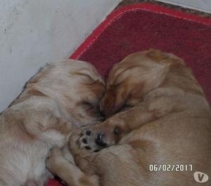 vendo hermosos cachorros cocker spaniel