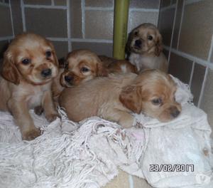 venta de hermosos cachorros cocker spaniel