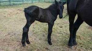 Caballo Potranca Percheron