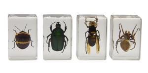 Celestron D Bug Specimen Kit #2 (green, Yellow, Black, Bro