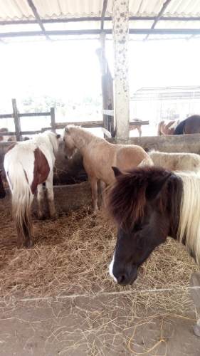 Hermosos Ponys Hembras Y Machos