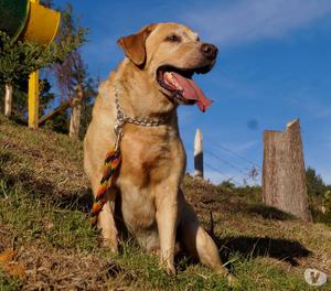 LABRADORES DISPONIBLES PARA ENTREGA INMEDIATA.