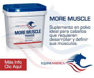 More Muscle De American Equine