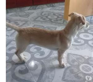 Busco Hogar, Fui rescatada y tengo 6 meses