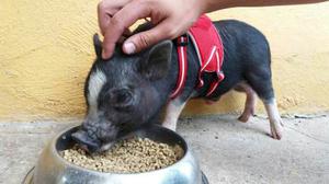 Mini Pig Garantizado Su Estatura