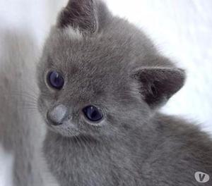 espectaculares gatitos ruso azul¡¡¡