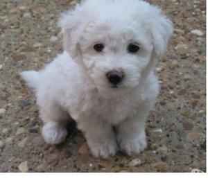 QUIERO ADOPTAR UN CACHORO BICHON FRISE