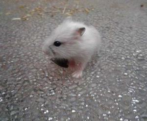 Hamster Rusos