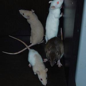 Ratas De Laboratorio