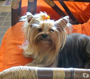 Divinos YORKSHIRE TERRIER en venta de Canaguay