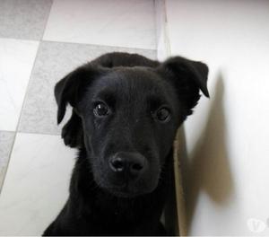 Estoy dando en adopcion cachorro de 6 mese negro