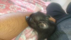 Minipig Cerditos Mascotas Bebes