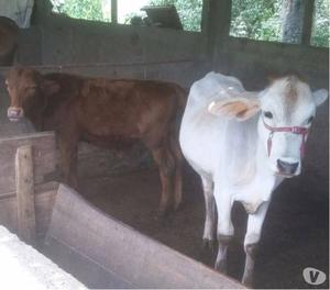 Vendo 2 Vacas Y Dos Terneros En Cali Valle Del Cauca 5millon