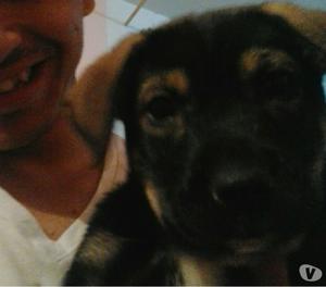 busca hogar perrita de 3 meses vacunada