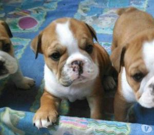 Hermosos cachorros bulldog ingles en venta