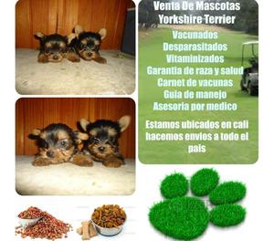 Venta de yorkshire terrier y chihuahuas cachorros