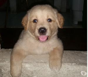 Cachorrita de Golden Retriever 100% pura