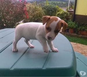 Espectaculares Jack Russell Terrier Pata Corta Pelo liso