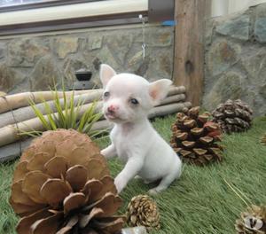Preciosos cachorros chihuahuas miniaturas en venta