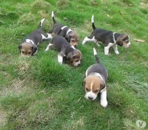 Venta de cachorros beagle tricolor en cali