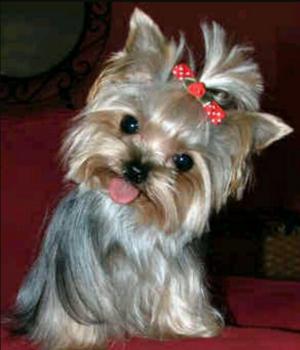 Adopto Perrita Yorkie Animadita