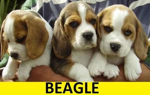 BEAGLE TRICOLOR EN VENTA!!!!!!