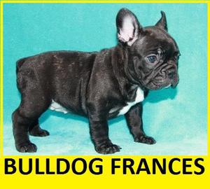 BULLDOG FRANCES EN VENTA MUY BUEN VALOR!!!!!