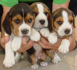 Beagles Cachorro