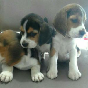 Beagles Tricolor Cachorros en Venta