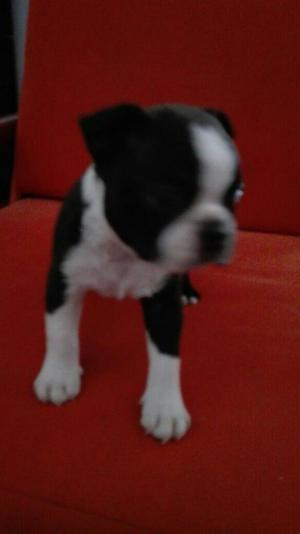 Boston Terrier Macho