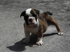 CACHORRO BULLDOG INGLES