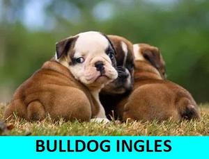 CACHORROS FORNIDOS °BULLDOG INGLES° EN VENTA