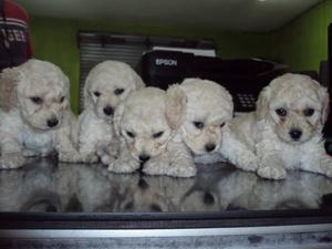 CACHORROS FRENCH POODLE MINI TOY EN VENTA CON GARANTIAS