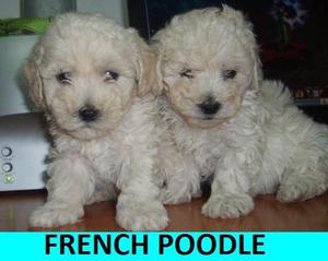 CACHORROS POODLE EN VENTA