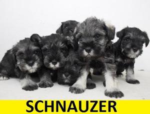 CACHORROS SCHNAUZER EN VENTA!!!!!! MAS RAZAS