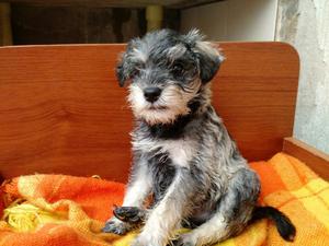 Cachorritos Schnauzer