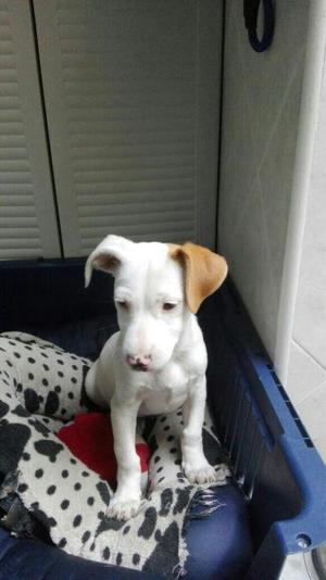 Cachorro Jack Russel Terrier