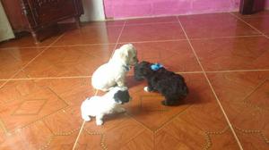 Cachorros French Poodle