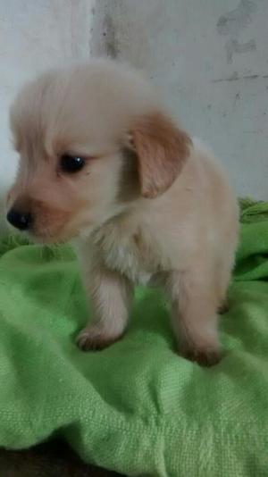 Cachorros Golden Y French Poodle